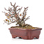 Pyracantha, 15 cm, ± 12 jaar oud