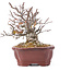 Pyracantha, 15 cm, ± 12 anni