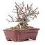 Pyracantha, 15 cm, ± 12 years old