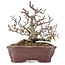 Pyracantha, 16 cm, ± 12 anni