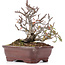 Pyracantha, 16 cm, ± 12 anni