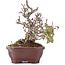 Pyracantha, 16 cm, ± 12 anni