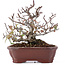 Pyracantha, 16 cm, ± 12 anni