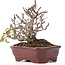 Pyracantha, 16 cm, ± 12 anni