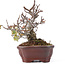 Pyracantha, 16 cm, ± 12 anni