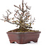 Pyracantha, 16 cm, ± 12 jaar oud