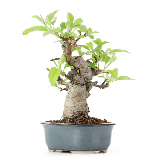 Malus siboldii, 17 cm, ± 20 years old