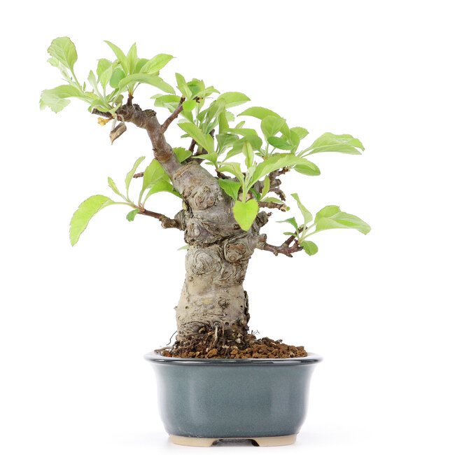 Malus siboldii, 17 cm, ± 20 ans