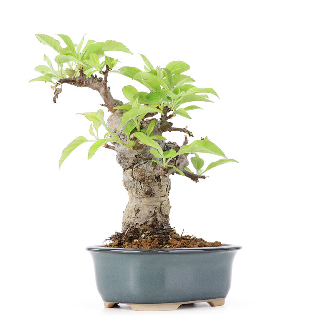 Malus siboldii, 17 cm, ± 20 ans
