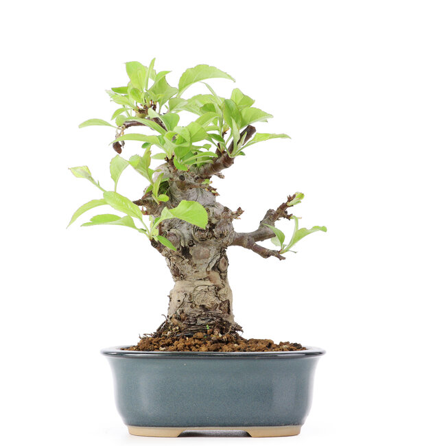 Malus siboldii, 17 cm, ± 20 ans