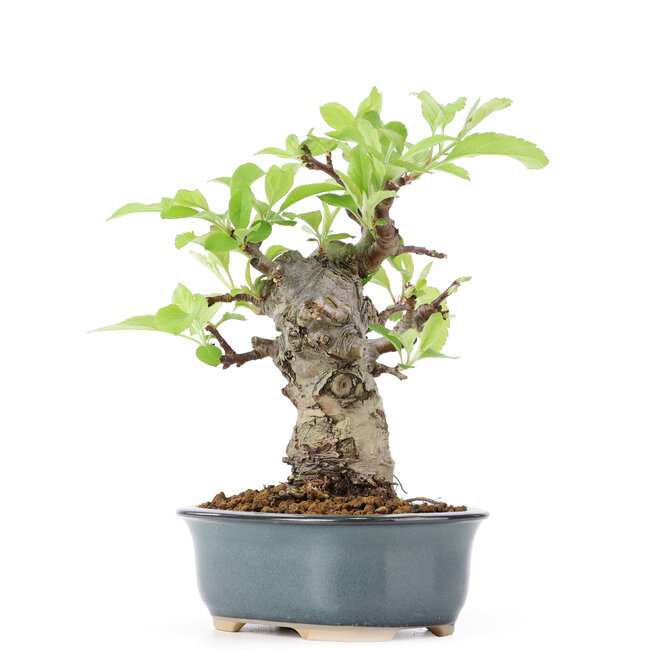 Malus siboldii, 17 cm, ± 20 ans