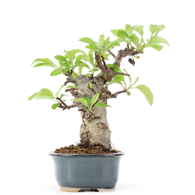Malus siboldii, 17 cm, ± 20 jaar oud