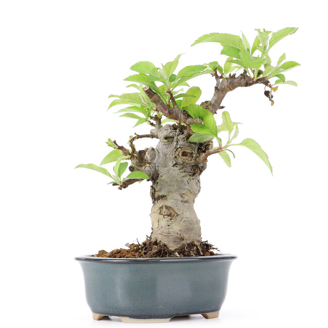 Malus siboldii, 17 cm, ± 20 Jahre alt