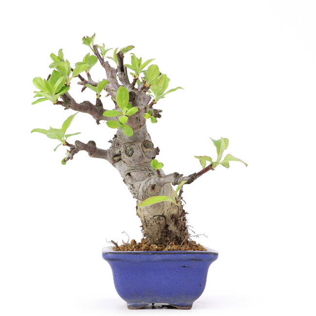 Malus siboldii, 18 cm, ± 20 años