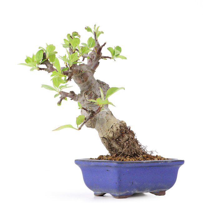 Malus siboldii, 18 cm, ± 20 años