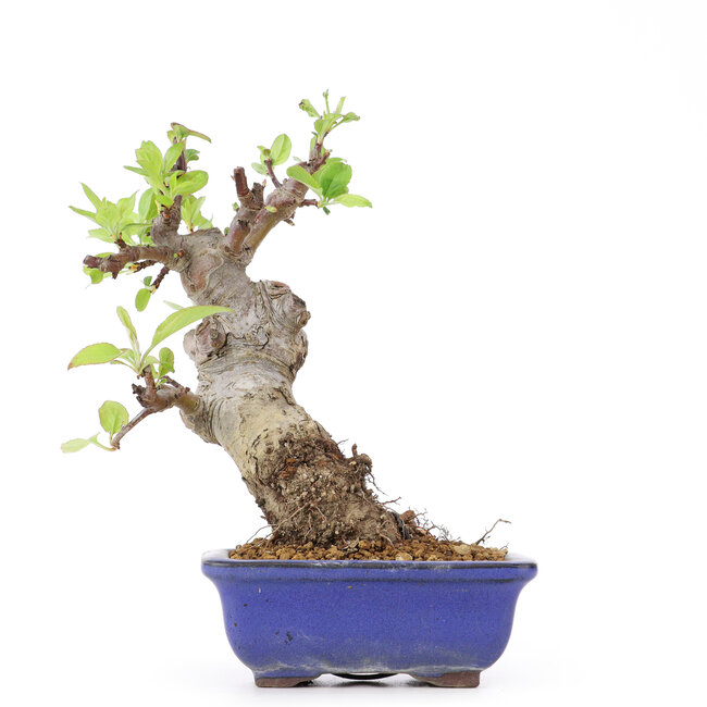 Malus siboldii, 18 cm, ± 20 años