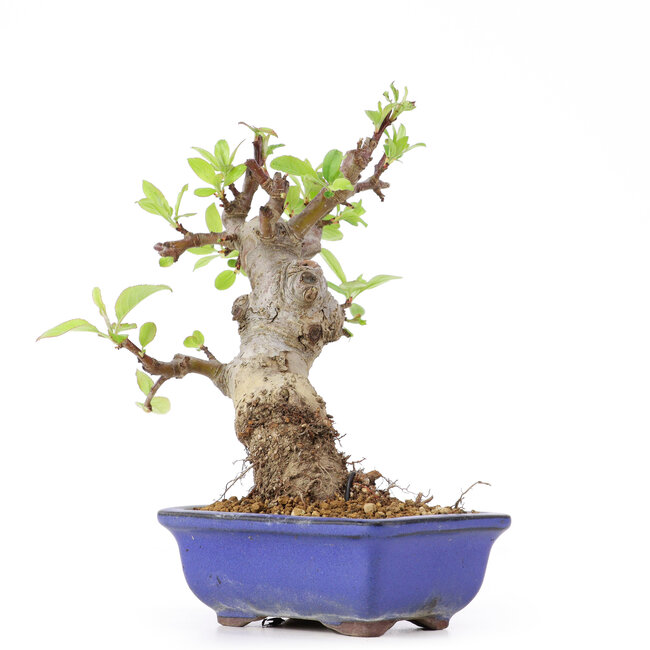 Malus siboldii, 18 cm, ± 20 Jahre alt