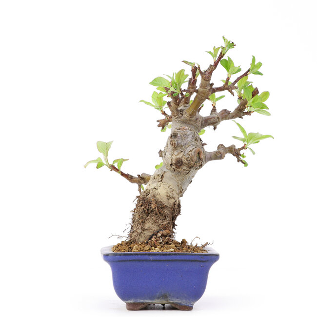Malus siboldii, 18 cm, ± 20 ans