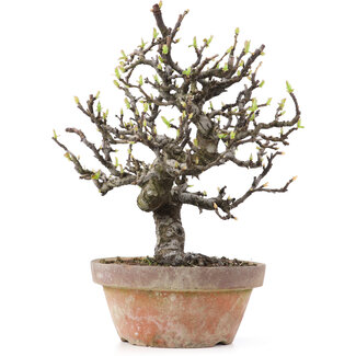 Pseudocydonia sinensis, 24,5 cm, ± 25 años