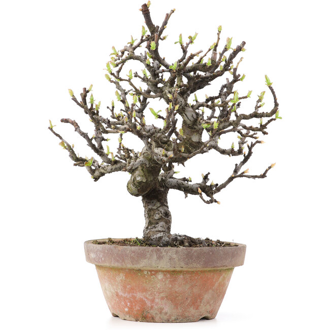 Pseudocydonia sinensis, 24,5 cm, ± 25 Jahre alt