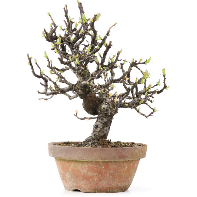 Pseudocydonia sinensis, 24,5 cm, ± 25 years old