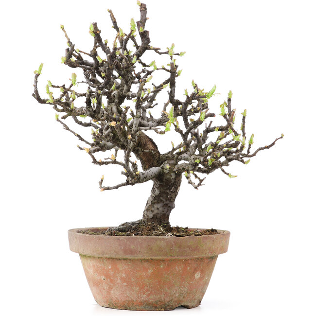 Pseudocydonia sinensis, 24,5 cm, ± 25 Jahre alt