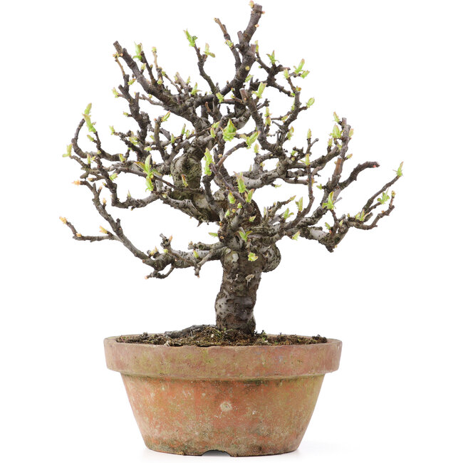 Pseudocydonia sinensis, 24,5 cm, ± 25 Jahre alt