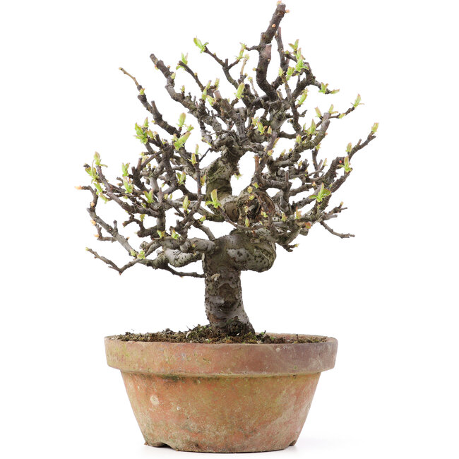 Pseudocydonia sinensis, 24,5 cm, ± 25 years old