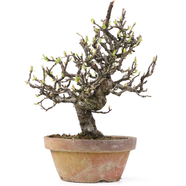 Pseudocydonia sinensis, 24,5 cm, ± 25 ans