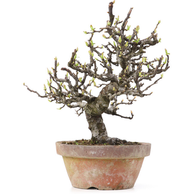 Pseudocydonia sinensis, 24,5 cm, ± 25 Jahre alt