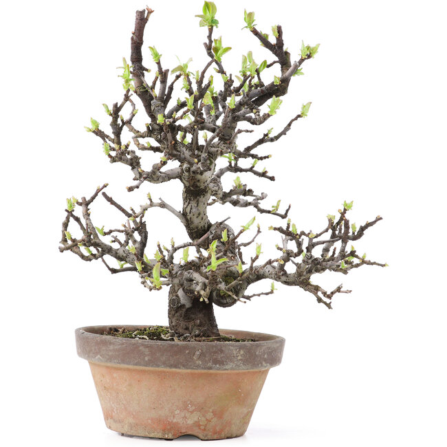 Pseudocydonia sinensis, 25 cm, ± 25 years old