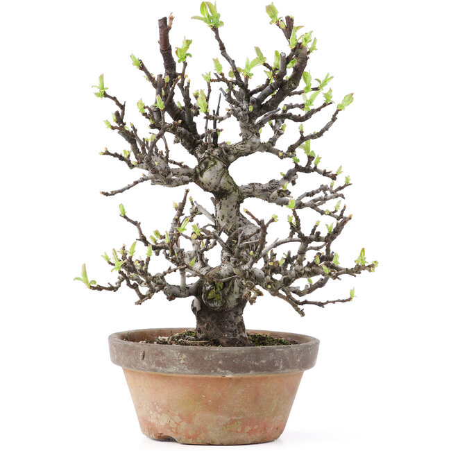 Pseudocydonia sinensis, 25 cm, ± 25 jaar oud