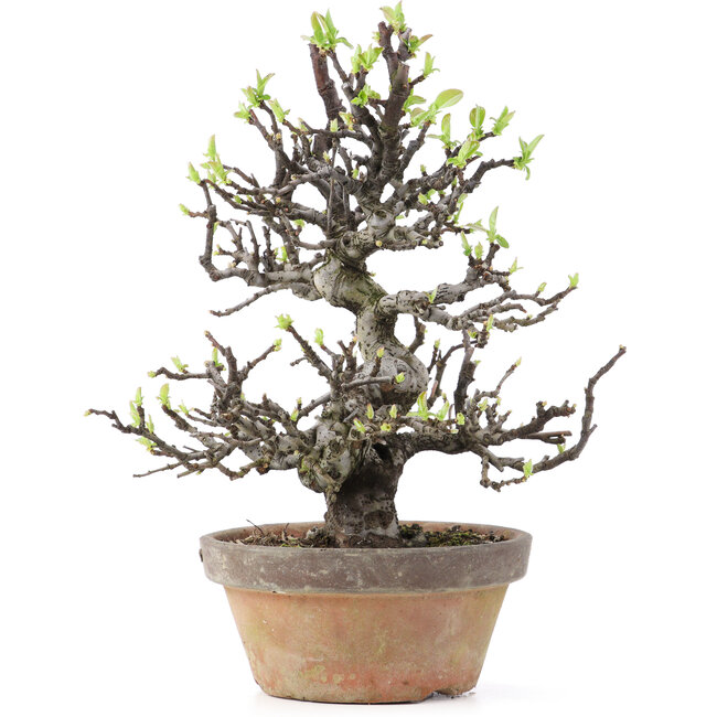 Pseudocydonia sinensis, 25 cm, ± 25 jaar oud