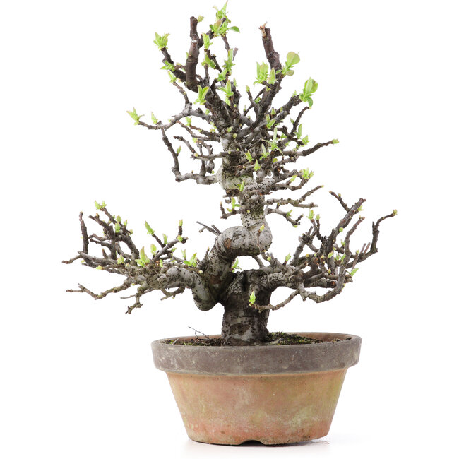 Pseudocydonia sinensis, 25 cm, ± 25 years old