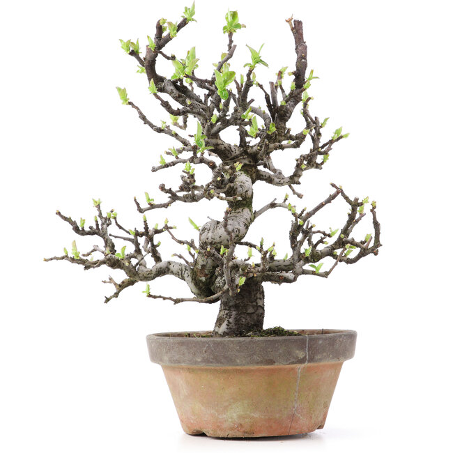 Pseudocydonia sinensis, 25 cm, ± 25 años