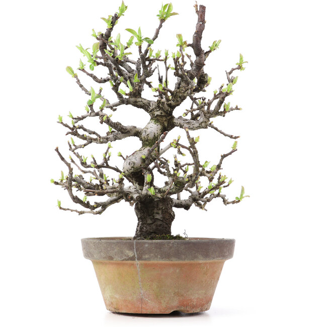 Pseudocydonia sinensis, 25 cm, ± 25 jaar oud