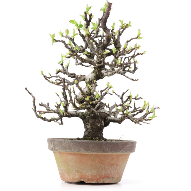 Pseudocydonia sinensis, 25 cm, ± 25 Jahre alt