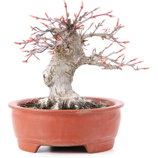 Acer palmatum, 13 cm, ± 15 years old