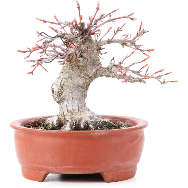 Acer palmatum, 13 cm, ± 15 años, en maceta rota