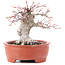 Acer palmatum, 13 cm, ± 15 anni, in vaso rotto