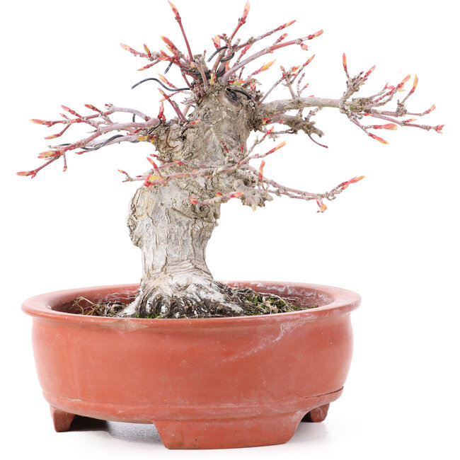 Acer palmatum, 13 cm, ± 15 anni, in vaso rotto