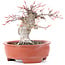 Acer palmatum, 13 cm, ± 15 años, en maceta rota