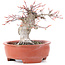 Acer palmatum, 13 cm, ± 15 Jahre alt, in einem zerbrochenen Topf