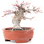 Acer palmatum, 13 cm, ± 15 years old, in a broken pot