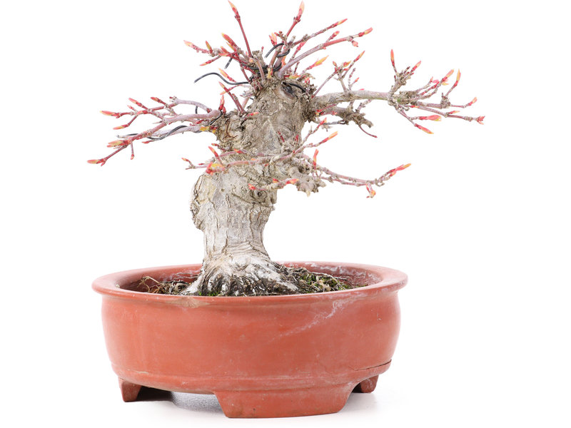 Acer palmatum, 13 cm, ± 15 jaar oud, in gebroken pot