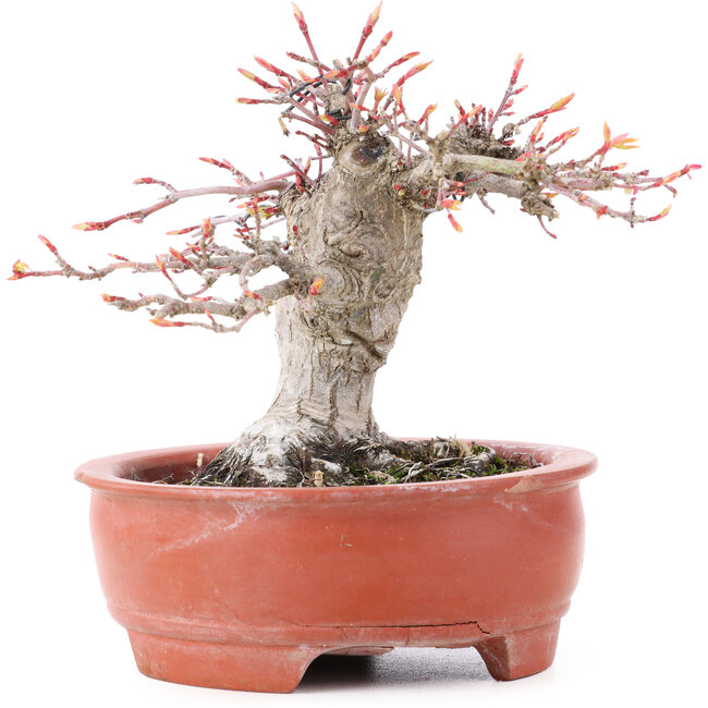 Acer palmatum, 13 cm, ± 15 years old, in a broken pot