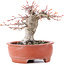 Acer palmatum, 13 cm, ± 15 años, en maceta rota