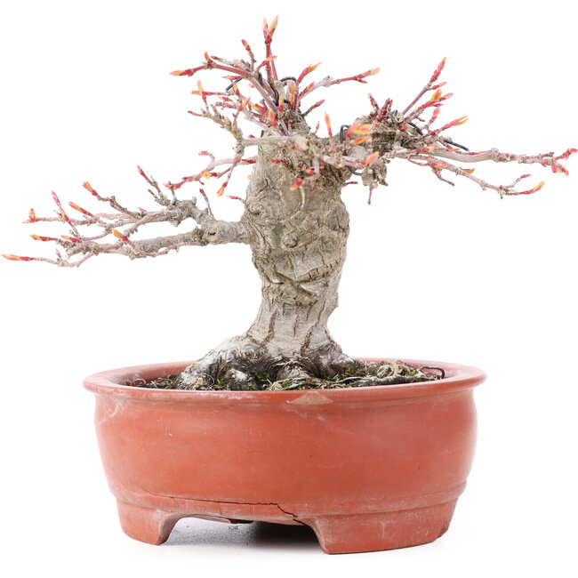 Acer palmatum, 13 cm, ± 15 anni, in vaso rotto
