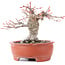 Acer palmatum, 13 cm, ± 15 años, en maceta rota