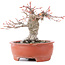 Acer palmatum, 13 cm, ± 15 Jahre alt, in einem zerbrochenen Topf